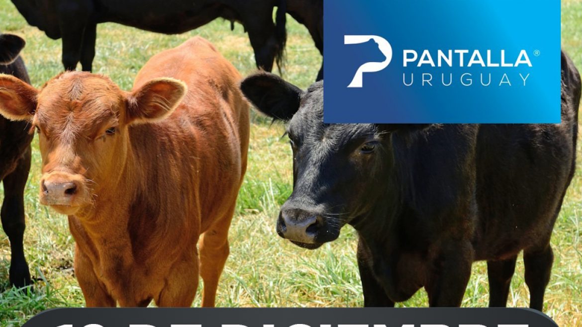 Remate 211° de Pantalla Uruguay.